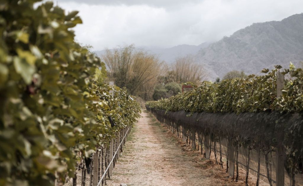 Hatten Wines