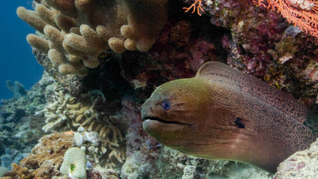 Menjangan Island – Eels Garden