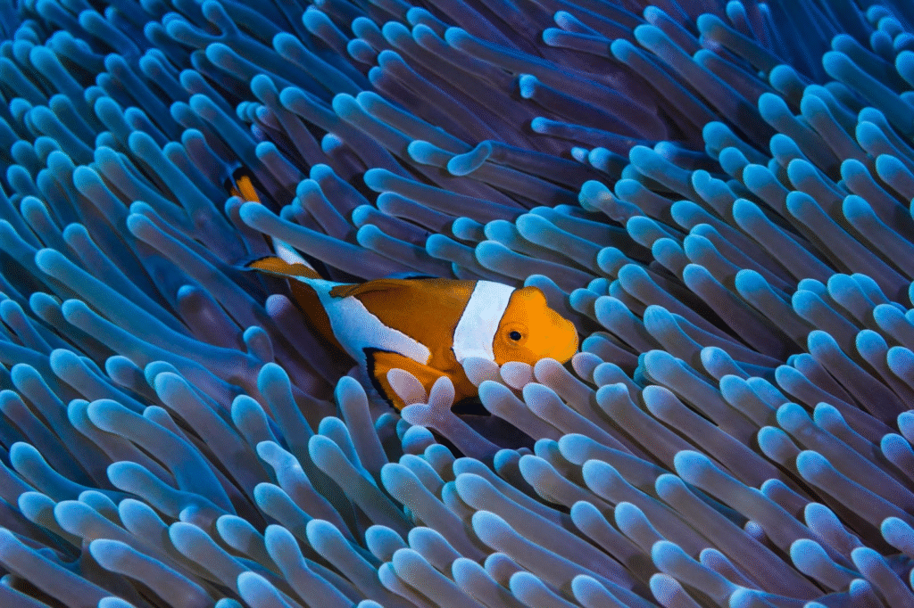 Sea creature