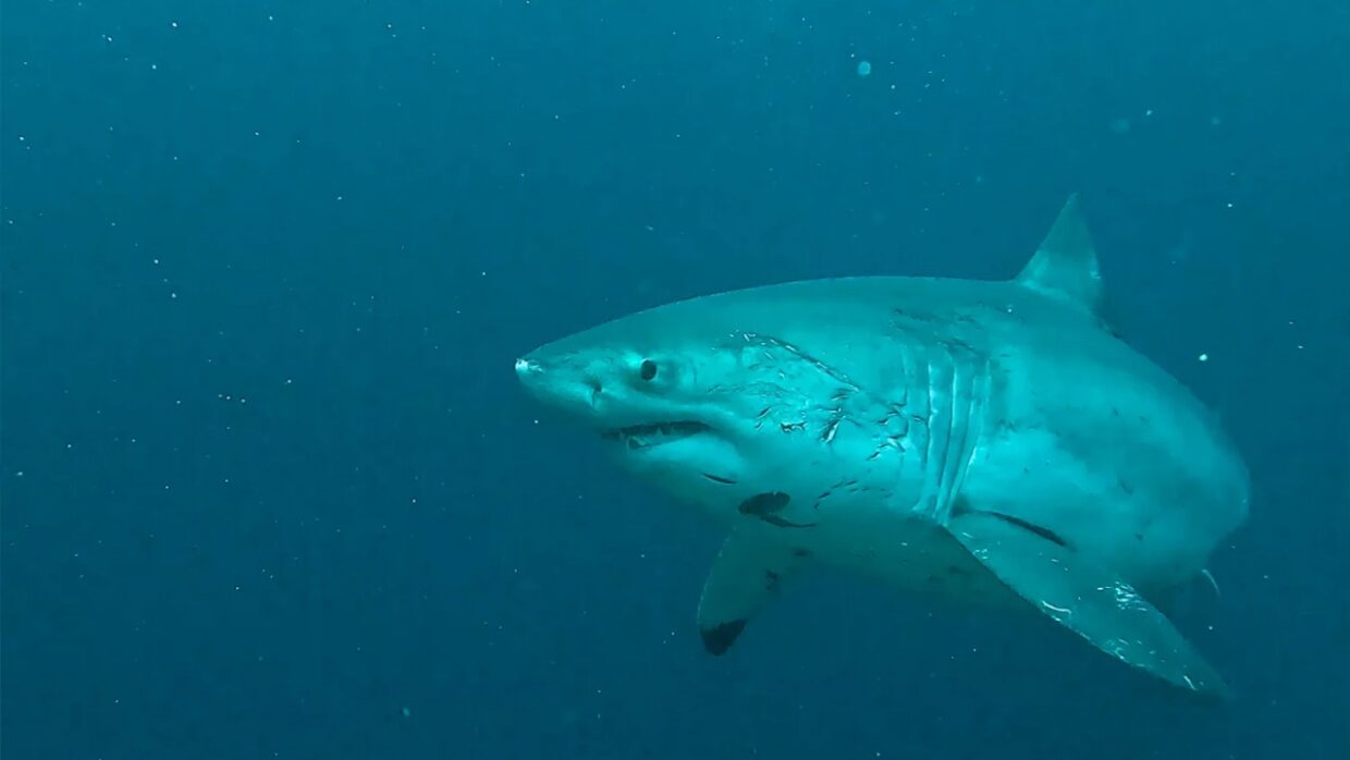 Sharks in Bali